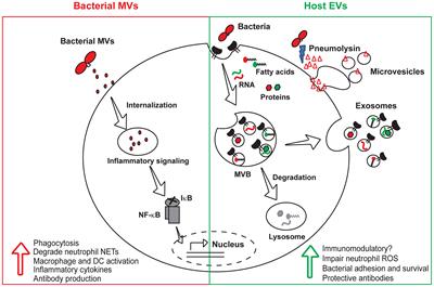 Emerging Roles of Extracellular Vesicles in Pneumococcal Infections: Immunomodulators to Potential Novel Vaccine Candidates